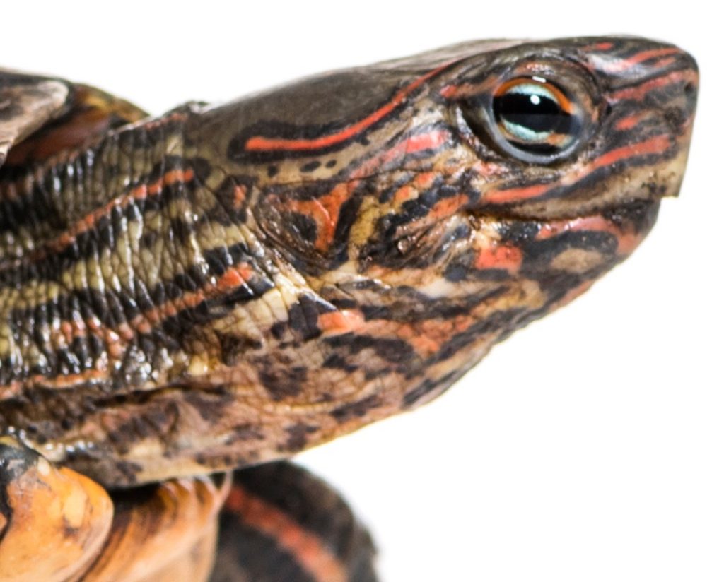 Detalle de la cabeza de la tortuga Dragón (Rhinoclemmys pulcherrima)