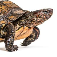 Rhinoclemmys pulcherrima tortga dragon