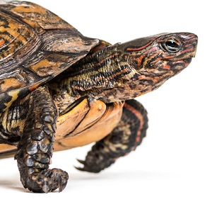 Tortuga Dragón Rhinoclemmys pulcherrima