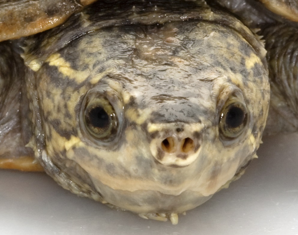 Detalle cabeza de la tortuga apestosa