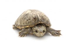 Tortuga apestosa o almizclada (Sternotherus odoratus)