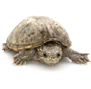 Sternotherus odoratus Tortuga apestosa