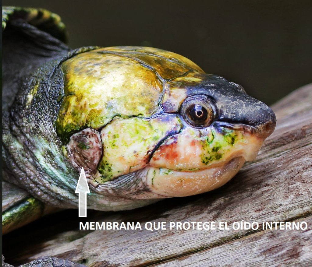 membrana exterior protege oído interno tortugas