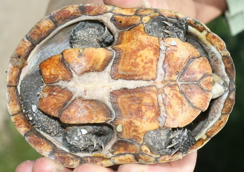 Plastrón de Sternotherus odoratus o tortuga apestosa.