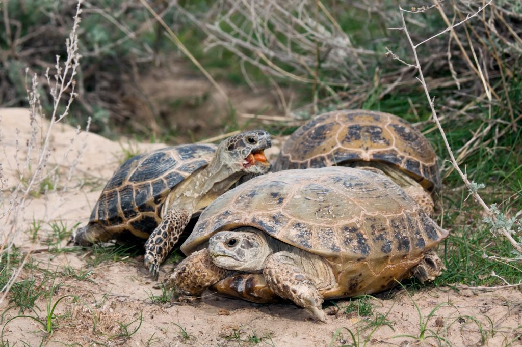 Grupo de Testudo horsfieldii en libertad