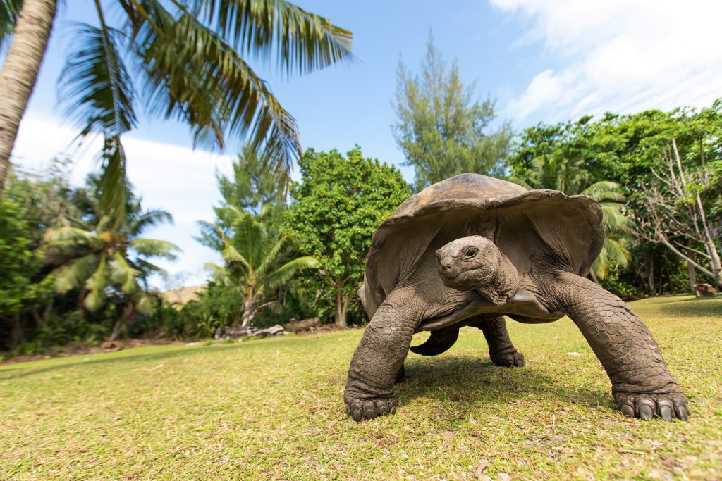 Tortuga Gigante de Aldabra​ Aldabrachelys en su hábitat natural