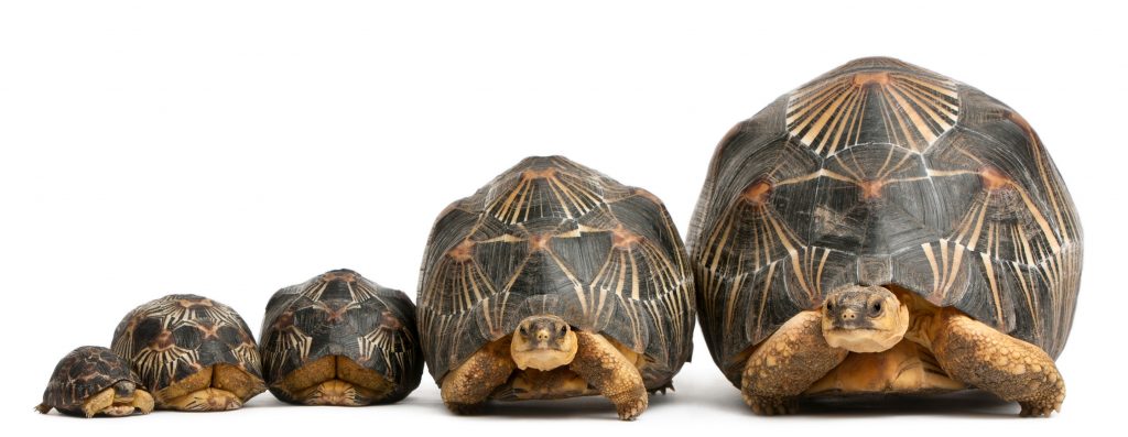 tortuga radiada o Astrochelys radiata de diferentes tamaños y dimensiones