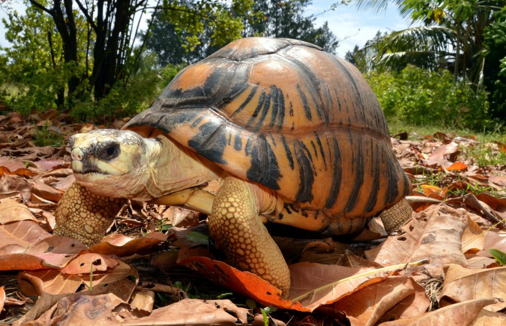 Astrochelys radiata en su hábitat natural