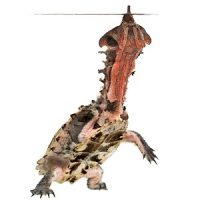 Chelus fimbriatus tortuga mata mata