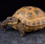 Tortuga Rusa (Agrionemys horsfieldii)