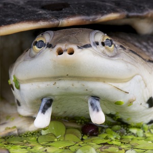 Tortuga sudamericana de arroyo (Phrynops hilarii)