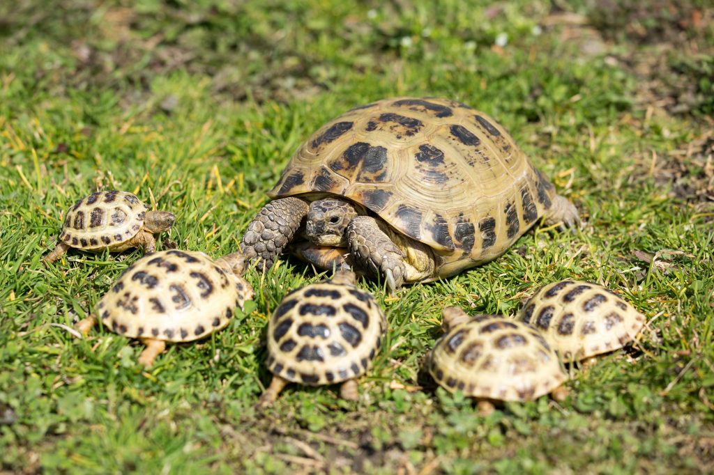 Diferencias entre adultos y bebes en las tortugas rusas