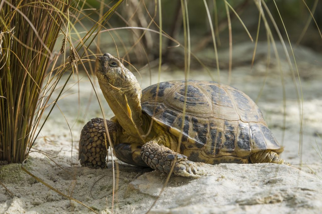 Agrionemys horsfieldii comiendo pasto en el desierto