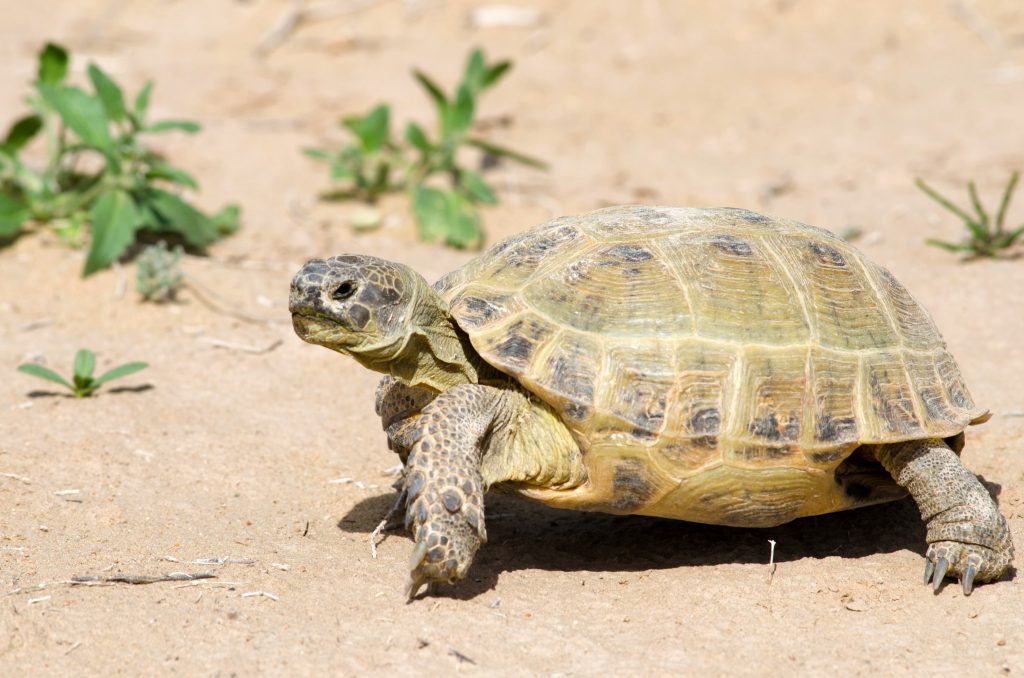 Agrionemys horsfieldii o tortuga rusa en la estepa