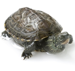 Tortuga china (Mauremys reevesii)