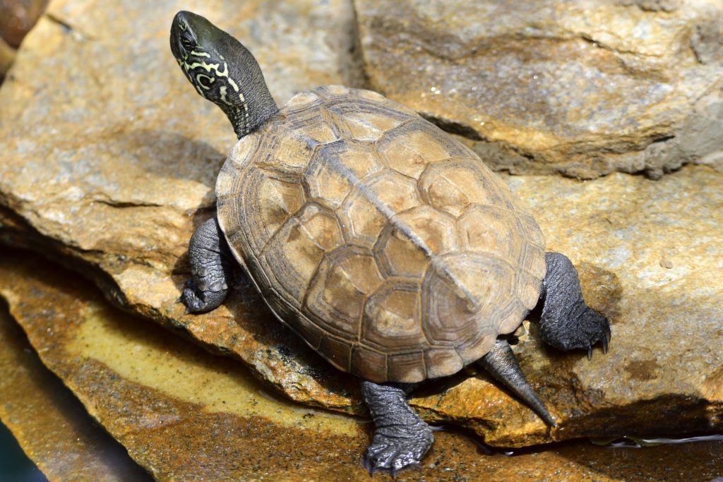 Tortuga china de tres cretas Mauremys reevesii