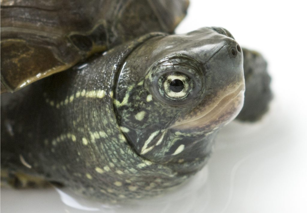 Tortuga china cuidados Mauremys reevesii