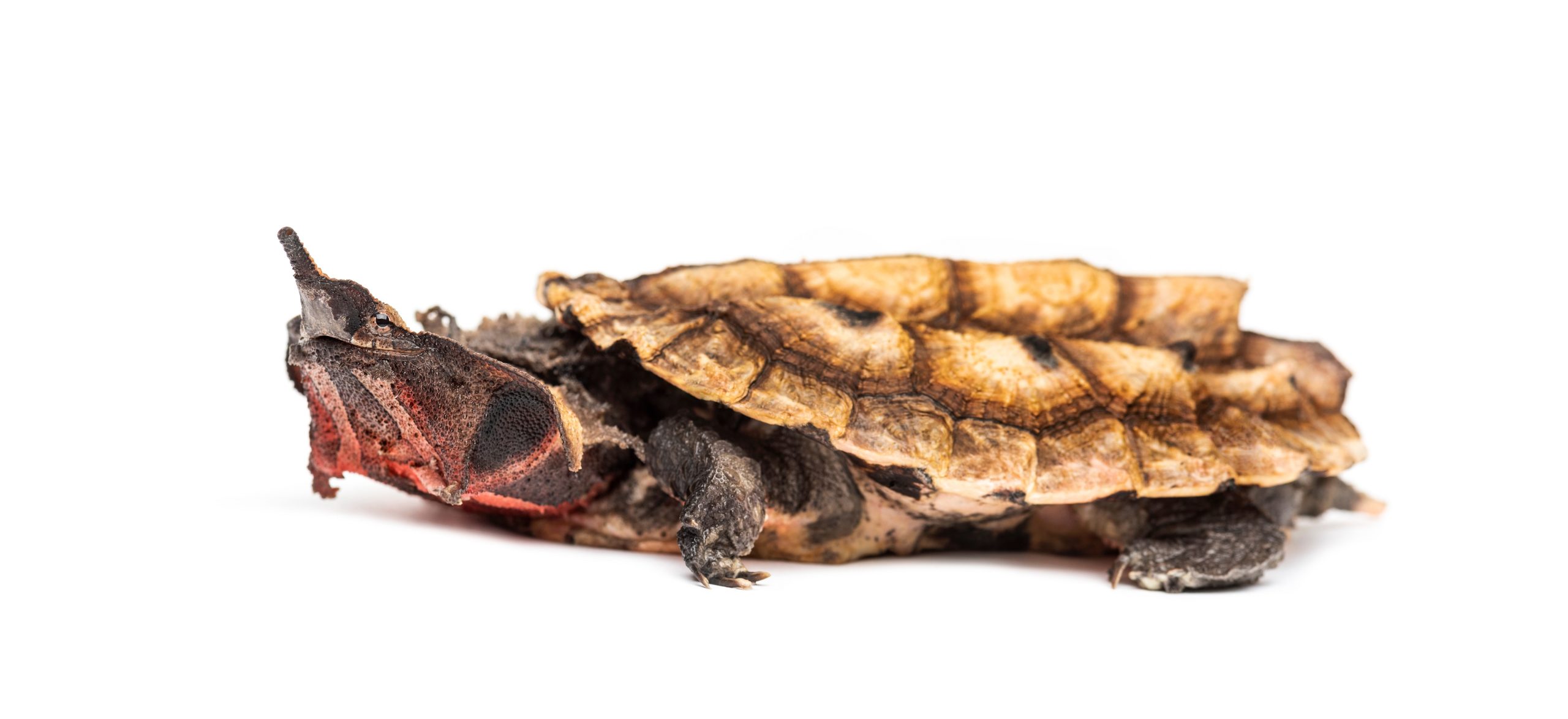 Tortuga Mata mata (Chelus fimbriata)