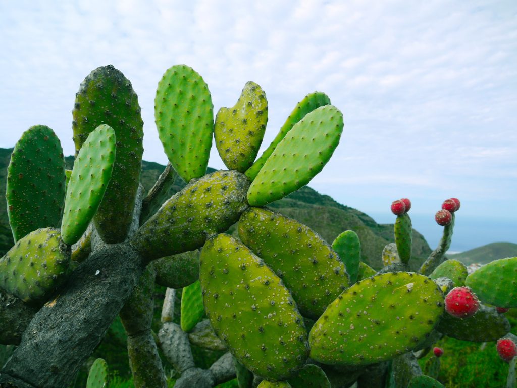 opuntia o nopal es un cactus que forma parte de la comida de la tortuga radiada.