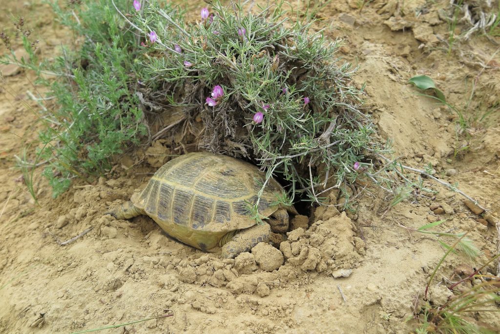 Agrionemys horsfieldii o tortuga rusa excavando en la tierra.