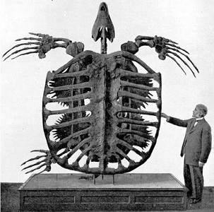 Cuál es la tortuga más grande del mundo