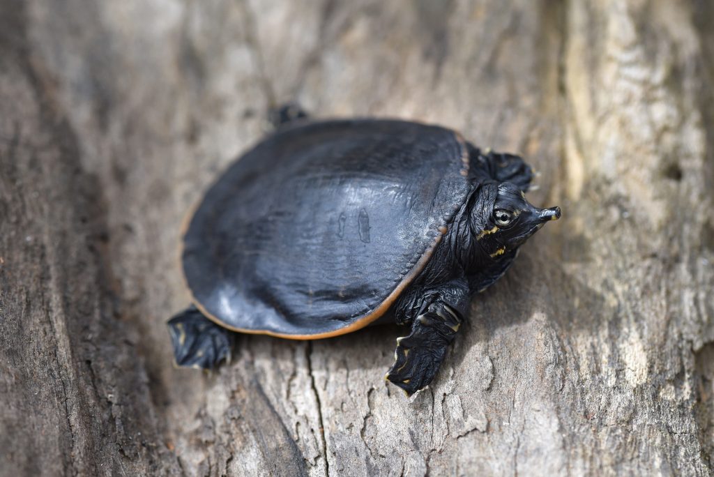 bebe de tortuga de caparazón blando de Florida Apalone ferox