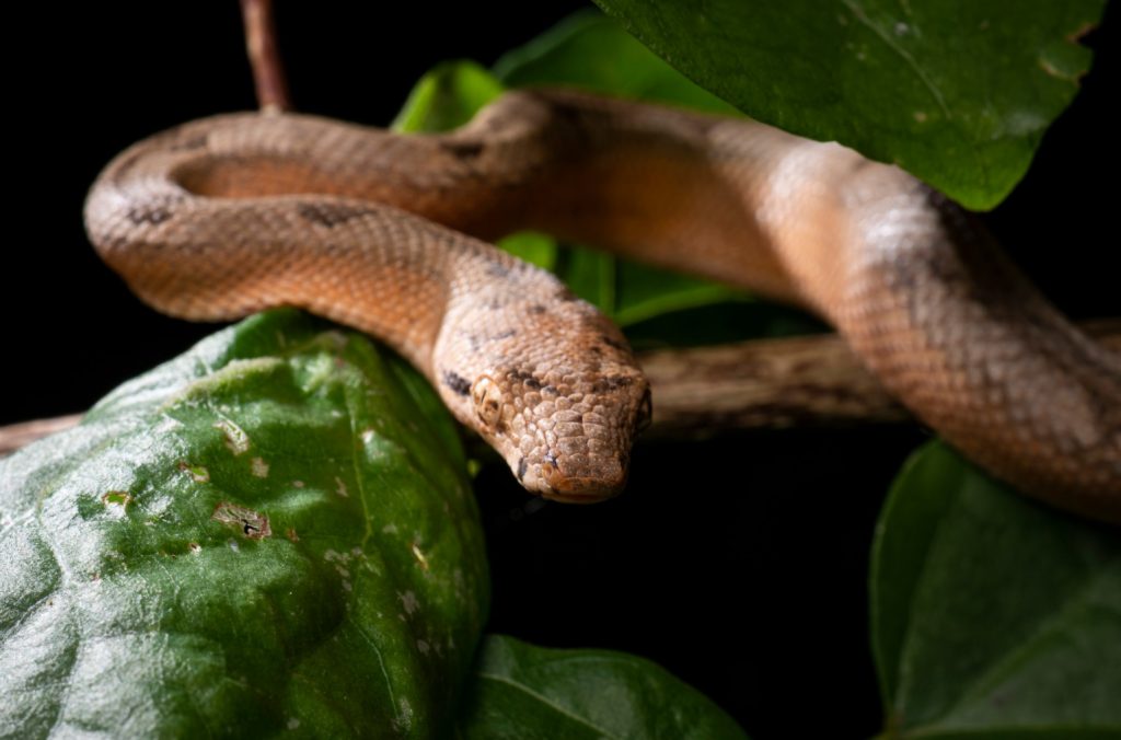 Candoia bibroni o boa arborícola