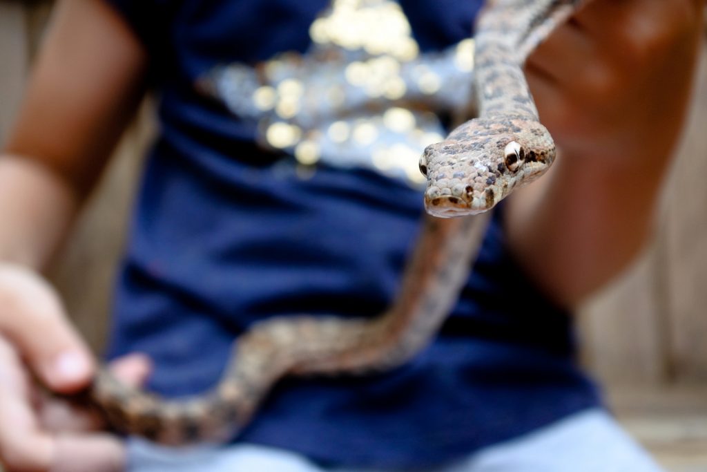 ejemplar joven de candoia bibroni