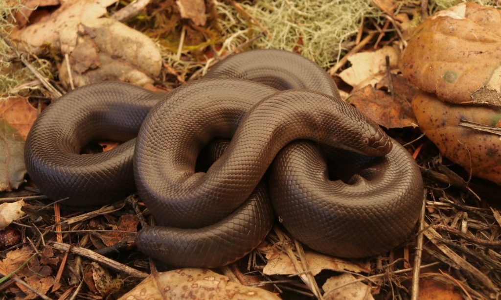 Boa de goma del norte o costera Charina bottae