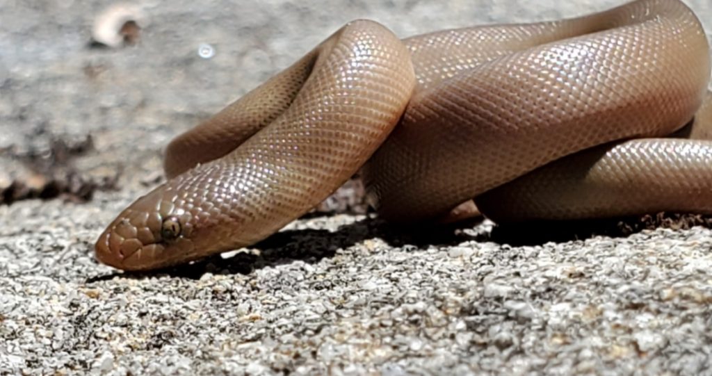 Detalle cabeza de charina bottae o boa de goma costera