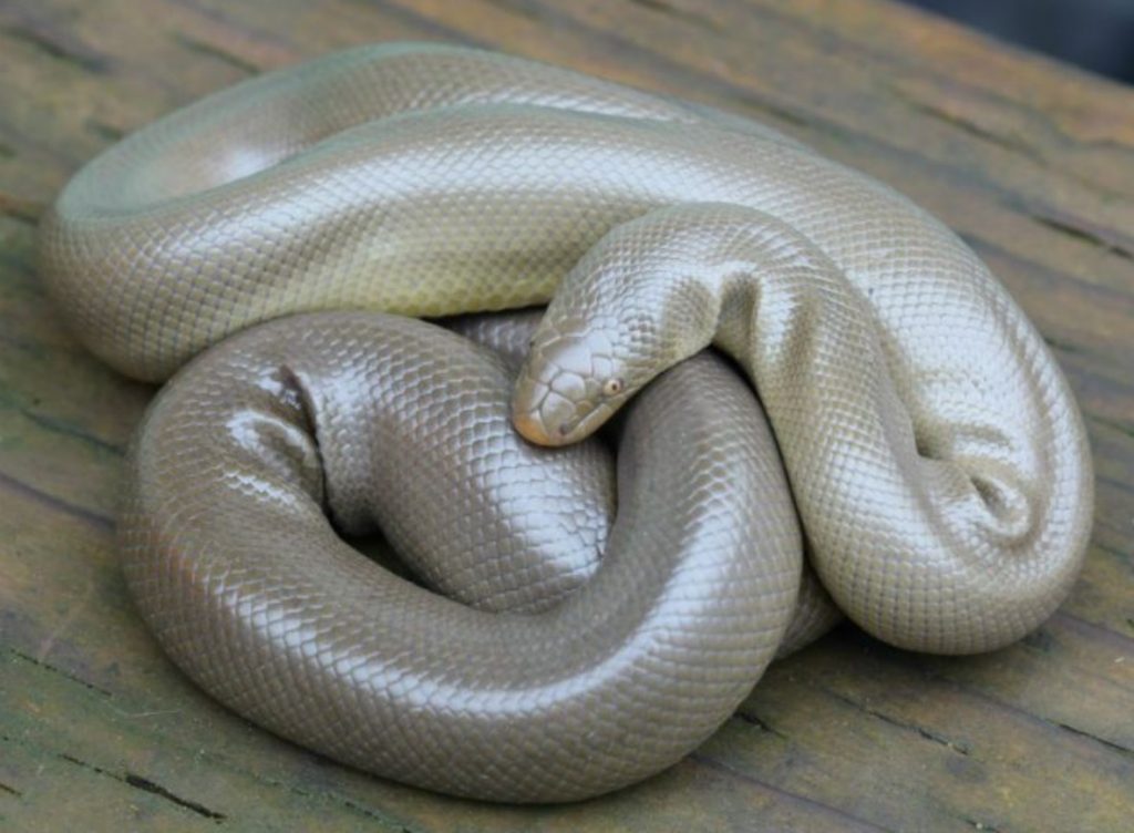 Northern rubber boa o boa de goma del norte, charina bottae