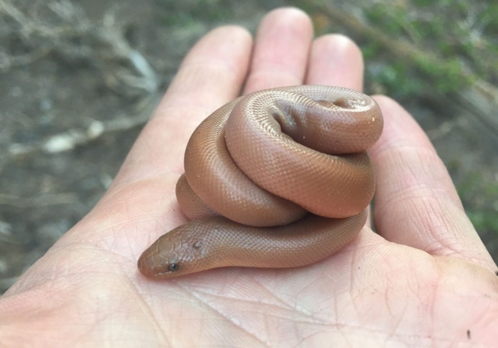 Charina bottae o Northern rubber boa