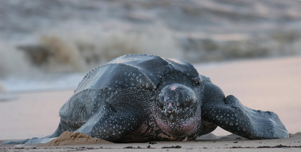 la tortuga marina más grande del mundo