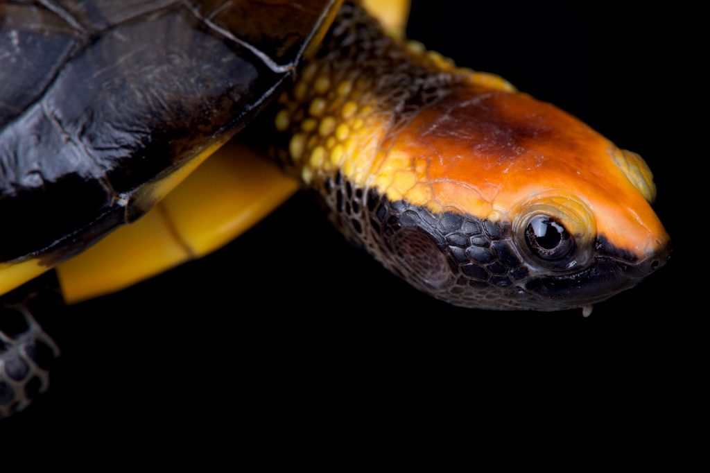 Tortuga Charapita de Aguajal o Platemys platycephala