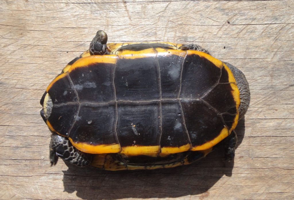 Pastrón de Platemys platycephala