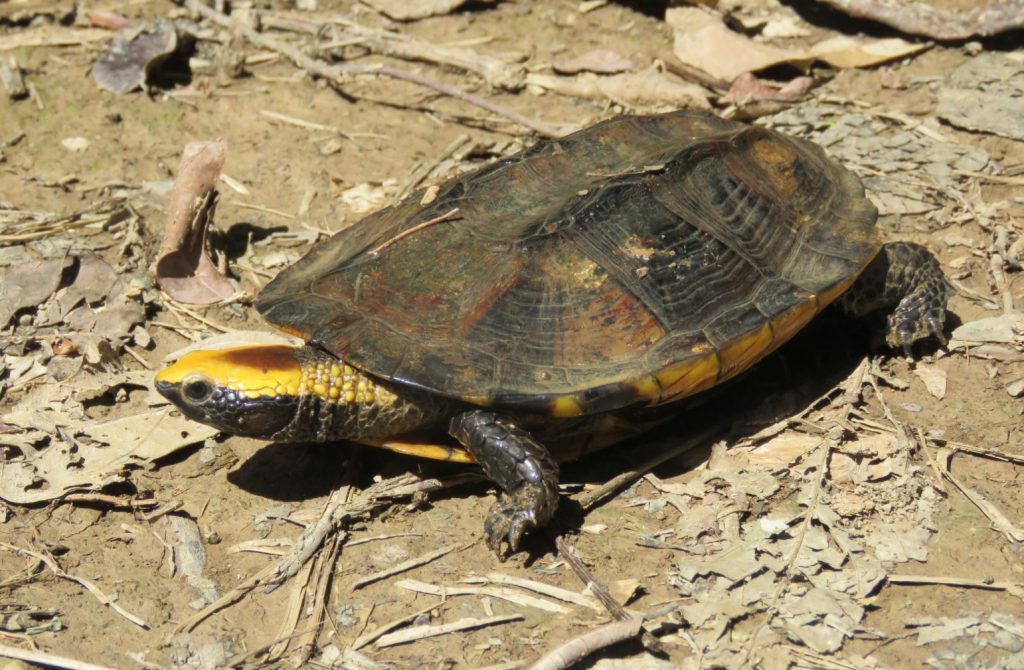 Platemys platycephala