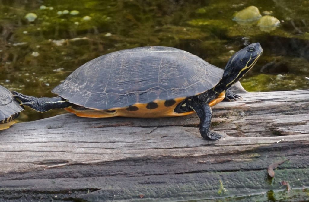 ejemplar adulto de tortuga de vientre rojo del norte