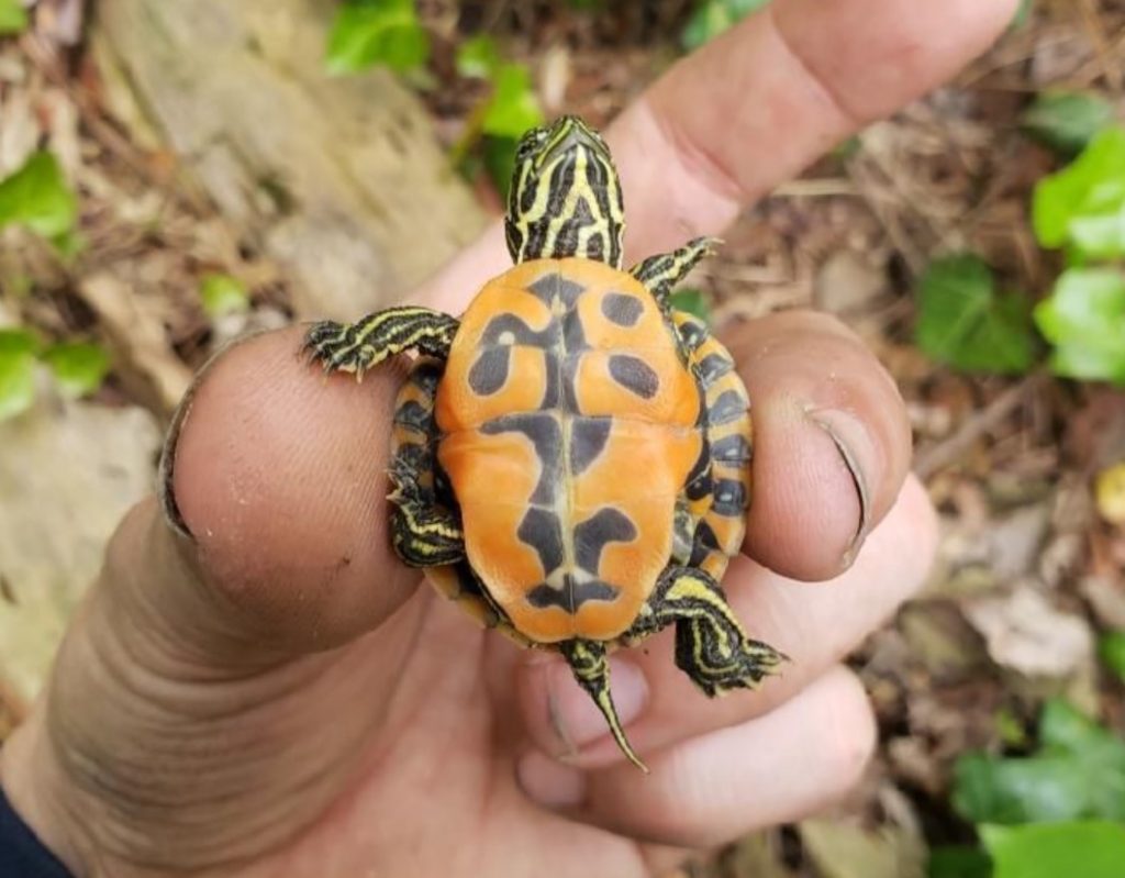 plastrón de la tortuga Pseudemys rubriventris