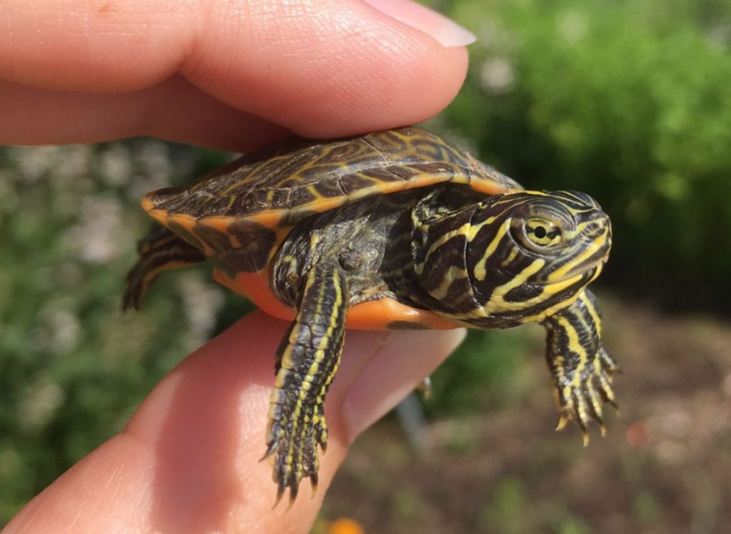 tortuga de vientre rojo del norte o Pseudemys rubriventris