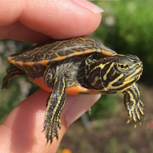 Tortuga Radiada (Astrochelys radiata)