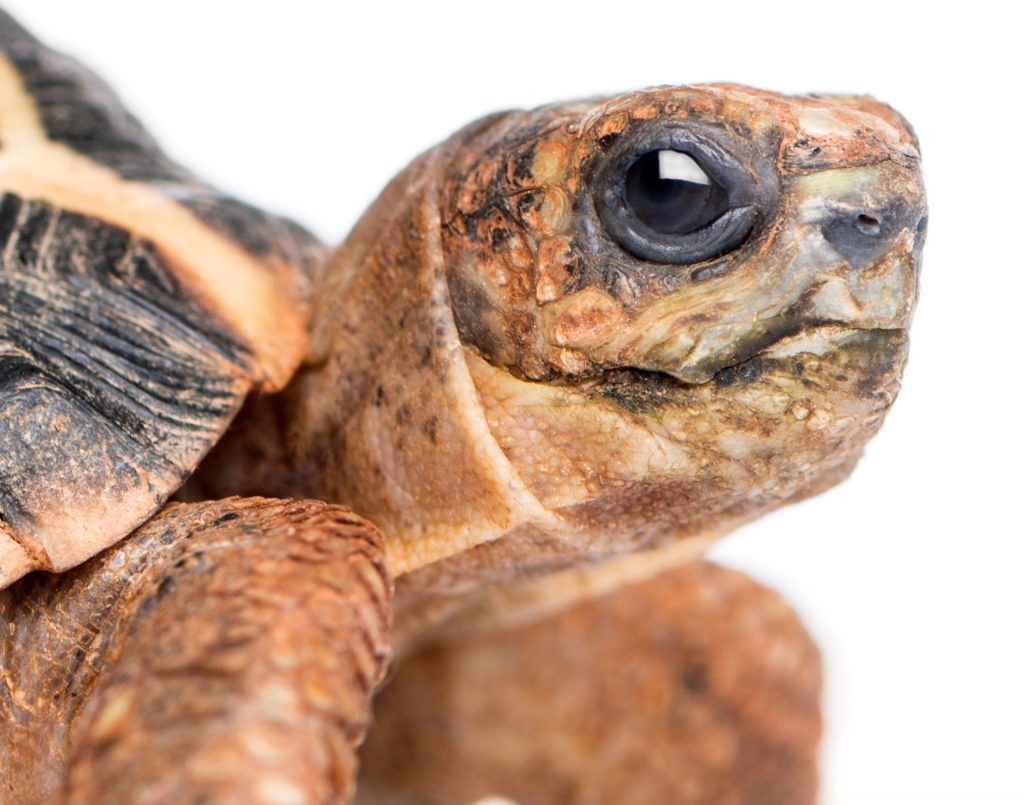 Detalle de la cabeza de la tortuga araña de Madagascar