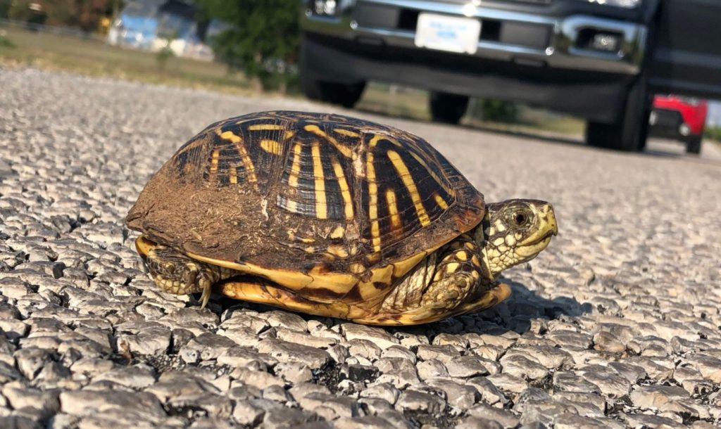 terrapene ornata luteola tortuga de caja occidental