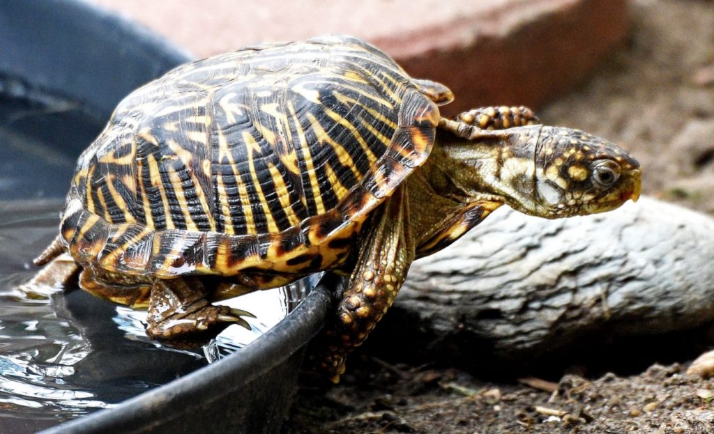 terrapene ornata cautividad