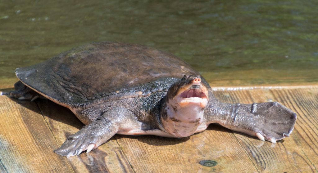 Tortuga de caparazón blando de Florida Apalone ferox