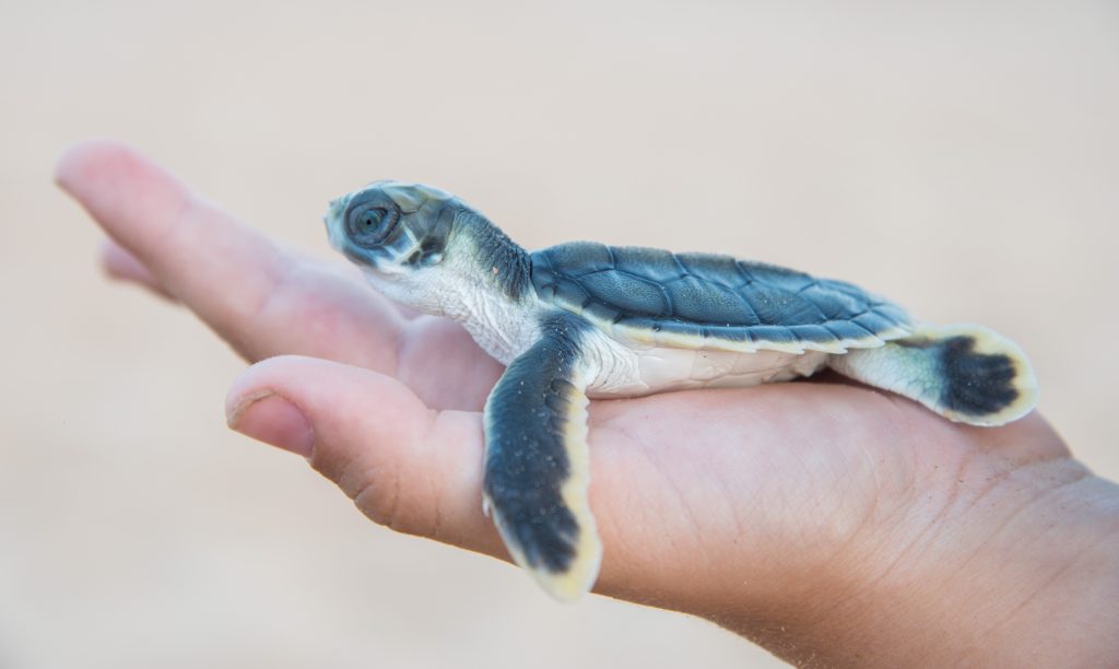 bebe de tortuga plana Natator depressus