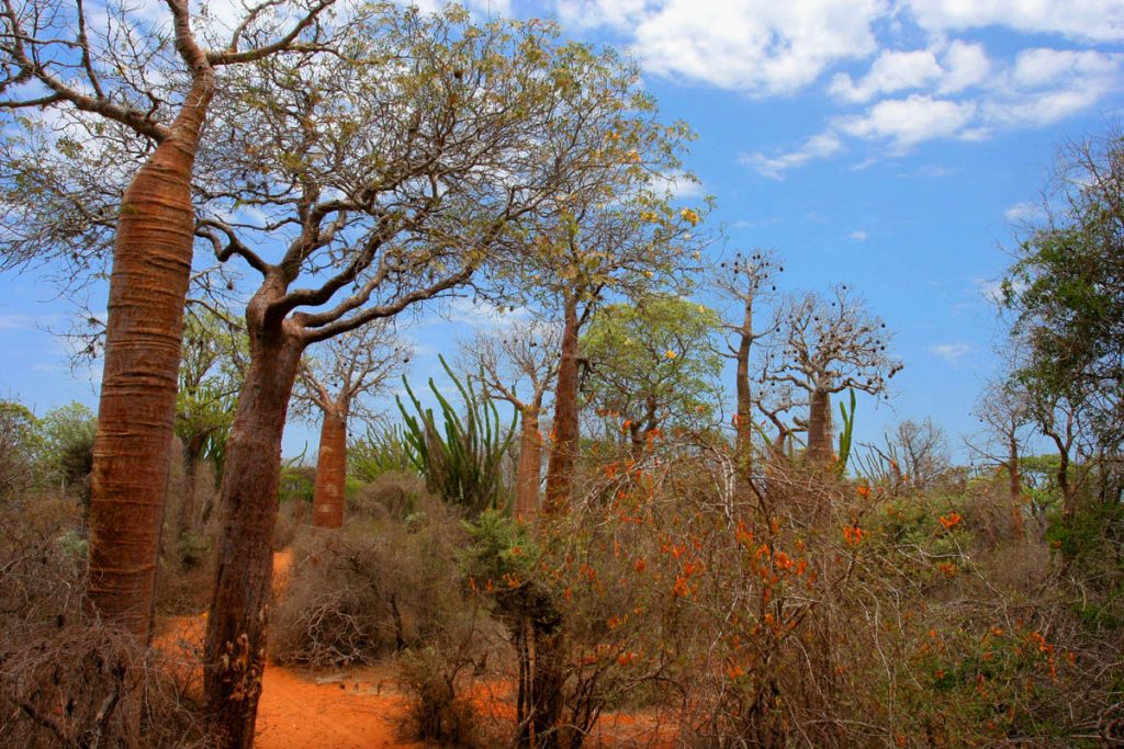 bosque espinoso de madagascar