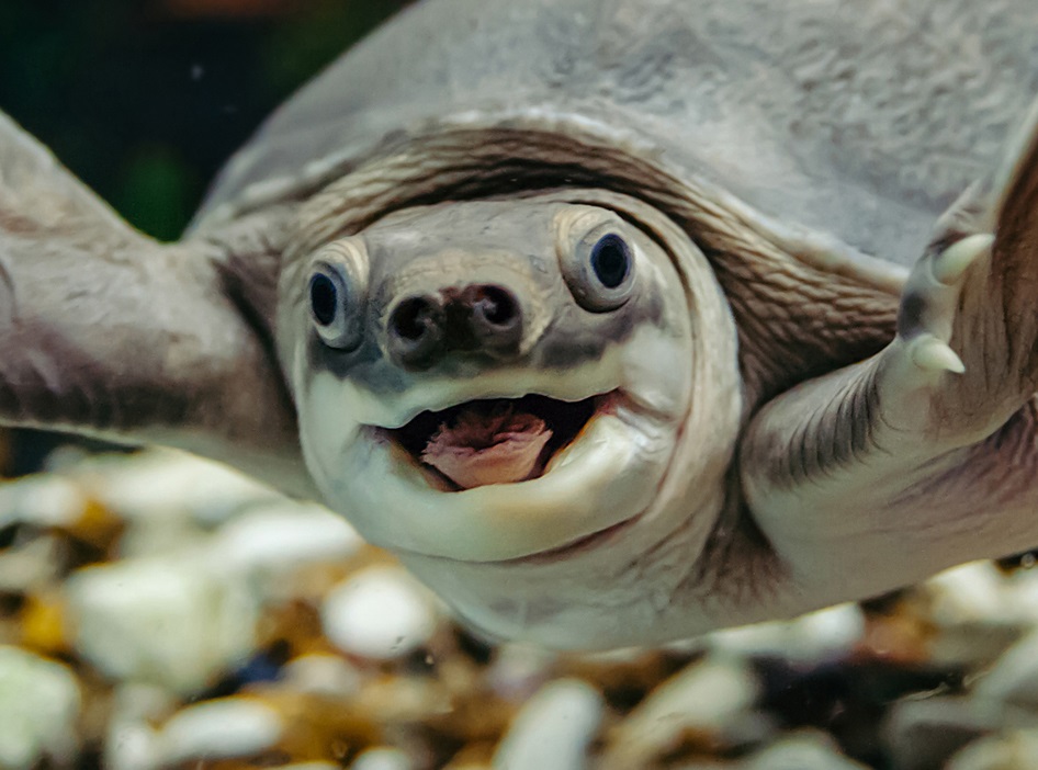 detalle cabeza tortuga nariz de cerdo