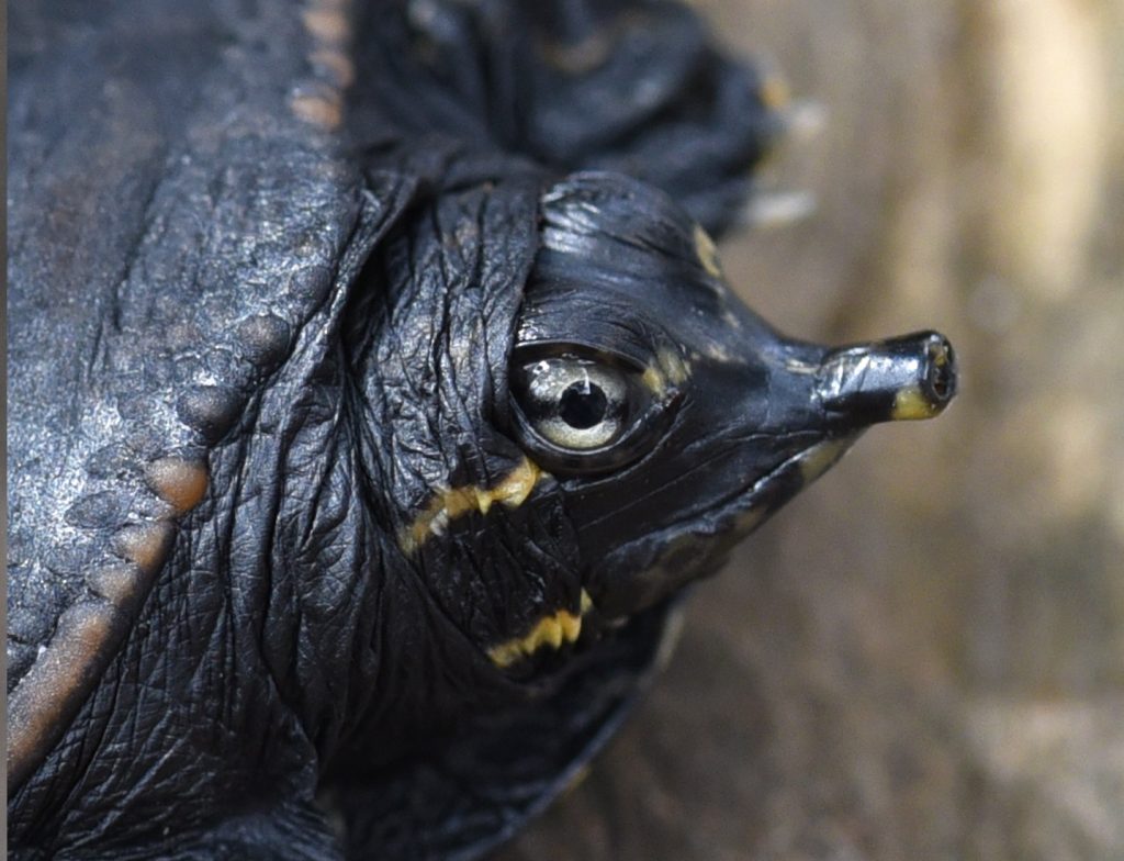 detalle cabeza tortuga de caparazón blando de florida