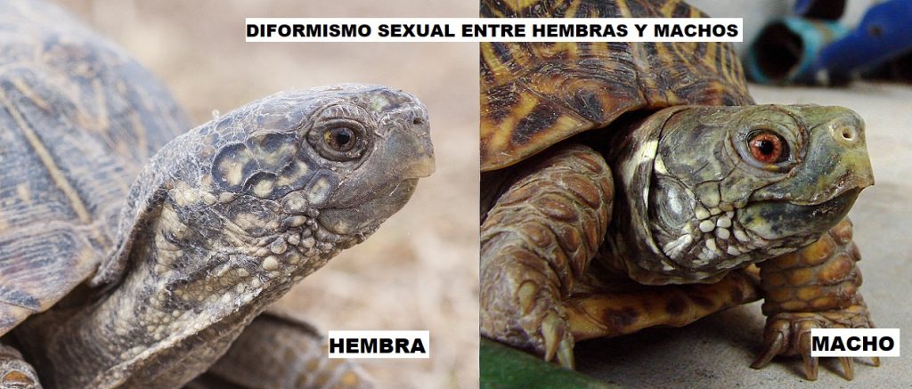 diformismo sexual entre machos y hembra en la tortuga terrapene ornata