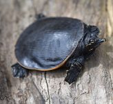 Tortuga de caparazón blando de Florida (Apalone ferox)